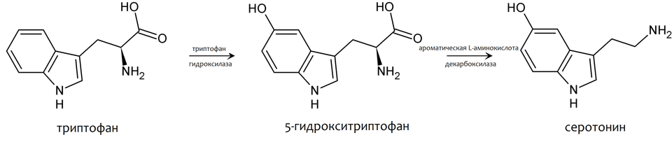 синтез серотонина из триптофана 