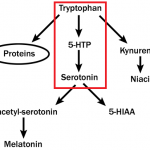 sintez-serotonina