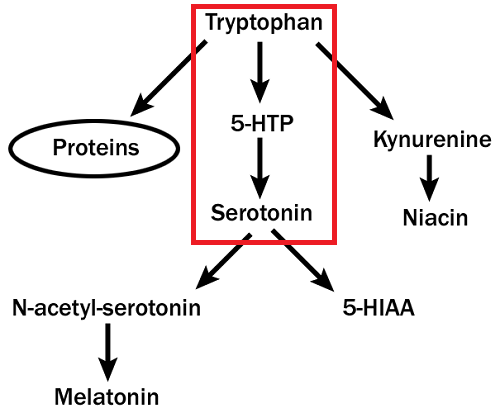 Синтез серотонина