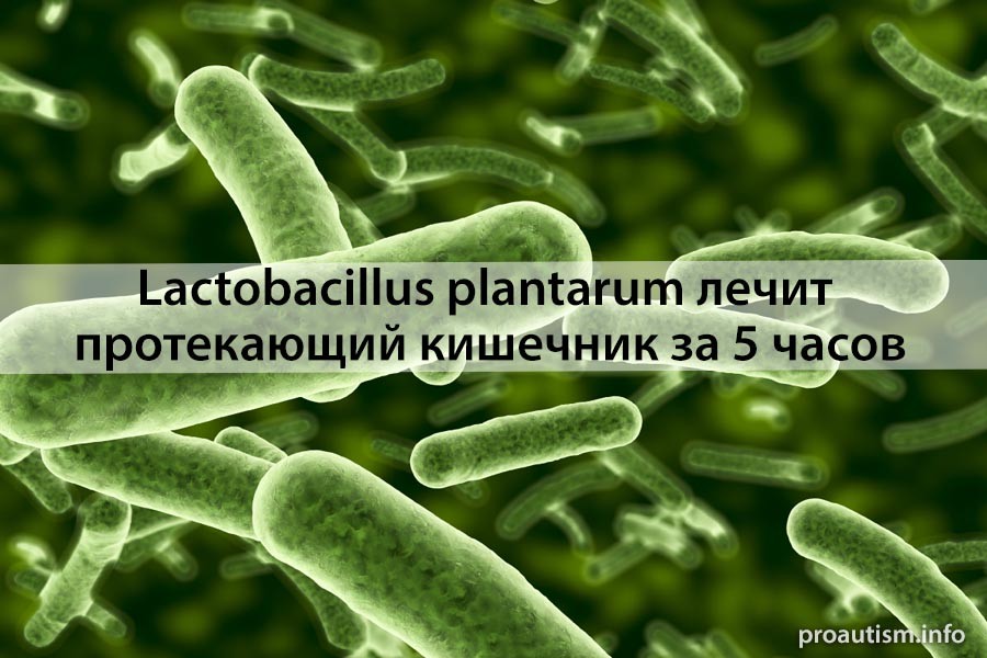 Lactobacillus plantarum лечит протекающий кишечник за 5 часов