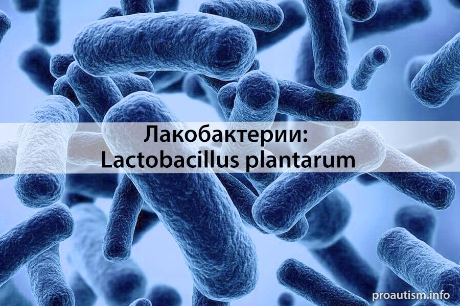 Лакобактерии Lactobacillus plantarum