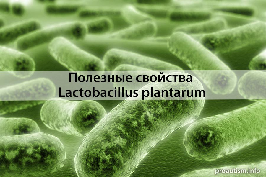 Полезные свойства Lactobacillus plantarum