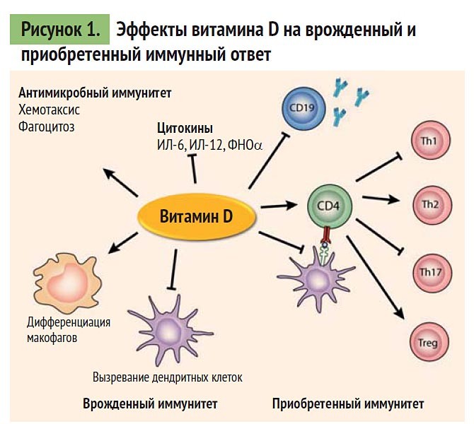 Эффекты витамина Д на врожденный и приобретенный иммунитет