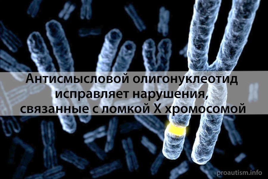 Антисмысловой олигонуклеотид исправляет нарушения, связанные с ломкой Х хромосомой