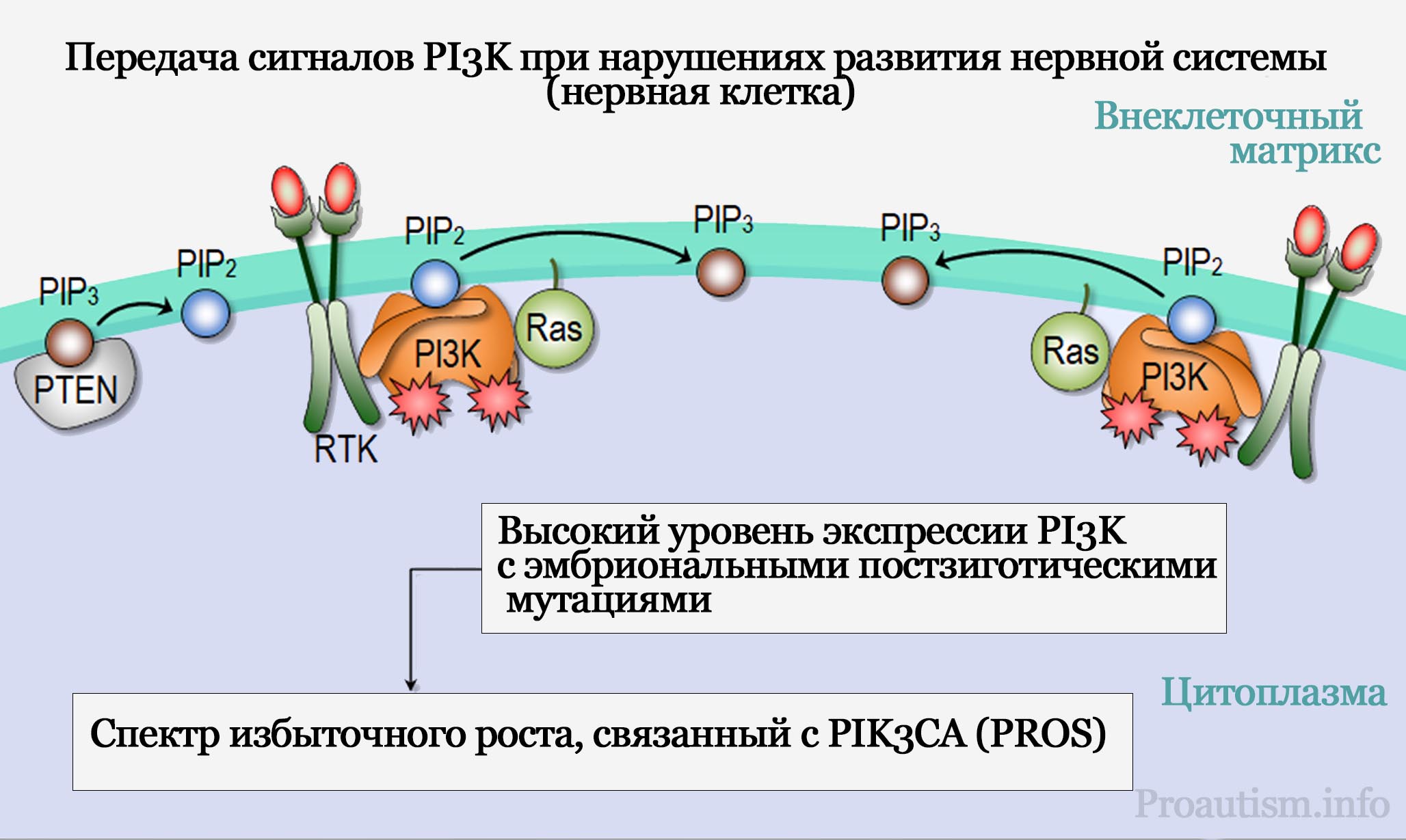 Передача сигналов PI3K при нарушениях развития нервной системы