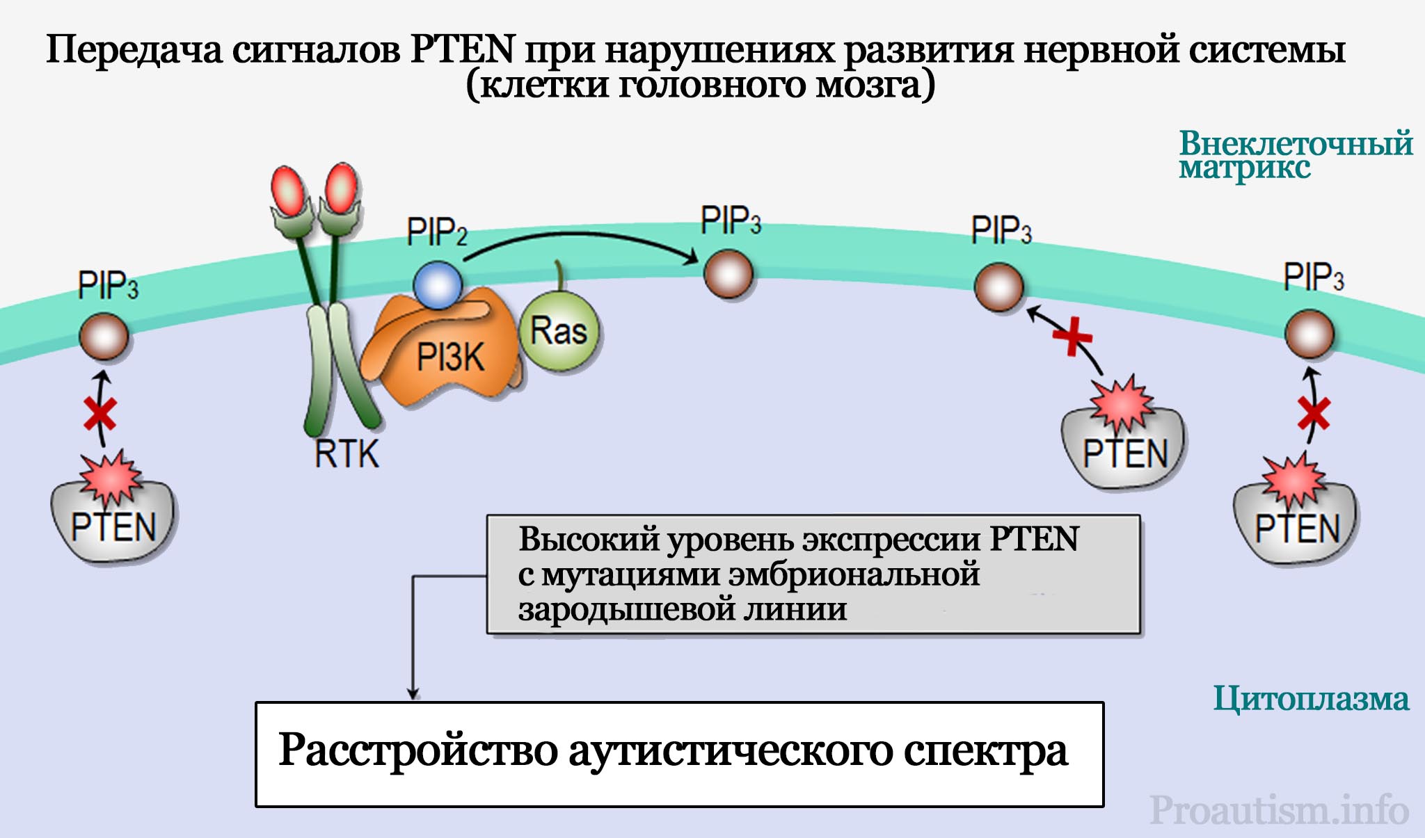 Передача сигналов PTEN при нарушениях развития нервной системы