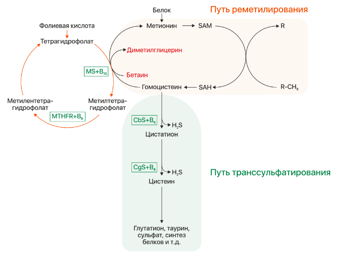 Фолиевый цикл. Метаболизм гомоцистеина биохимия. Гомоцистеин схема метаболизма. Синтез метионина из гомоцистеина биохимия. Цикл гомоцистеина.