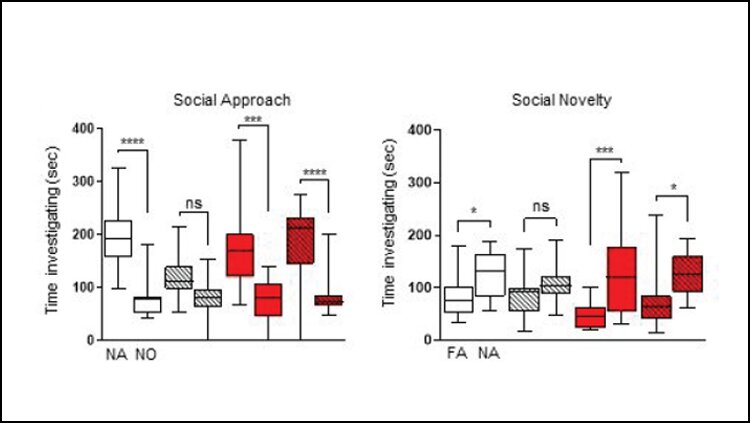 Лечение рапамицином в течение 4 недель предотвращает появление социального дефицита при трехкамерном тестировании социального подхода (слева) и социальной новизны (справа). Авторы и права : Гибсон и др., JNeurosci , 2021 г.
